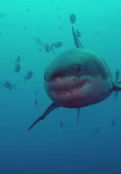 S01:E04 - Tiburones poster