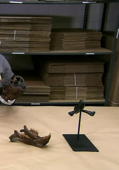 S17:E04 - Skeletal Replicas poster