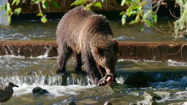 S01:E01 - The Great Bear Rainforest