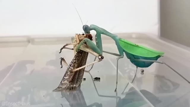 S01:E15 - The Craziest Insect and Animal Videos on the Internet - Ultimate Compilation