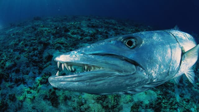 S01:E10 - Watery Graves