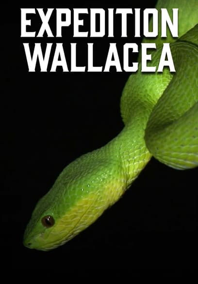 Expedition Wallacea