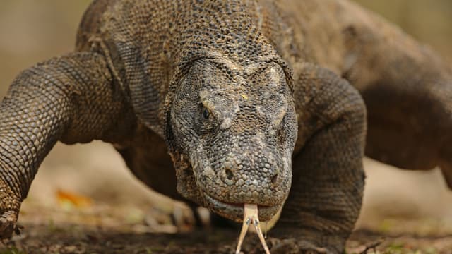 S01:E01 - Death by Venom