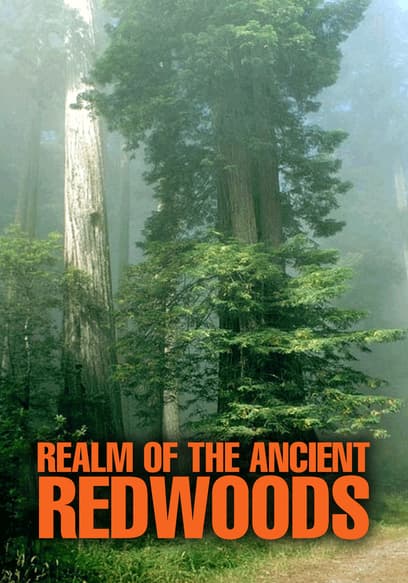 Realm of the Ancient Redwoods