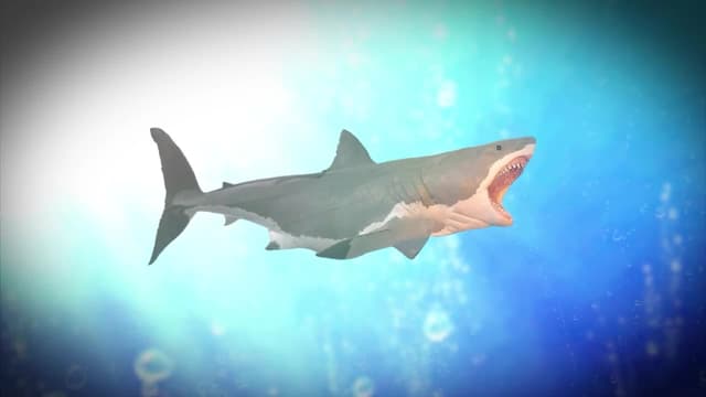 S02:E04 - U.S.S. Indianapolis / Megalodon