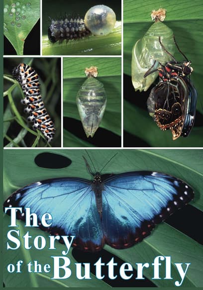 The Story of the Butterfly