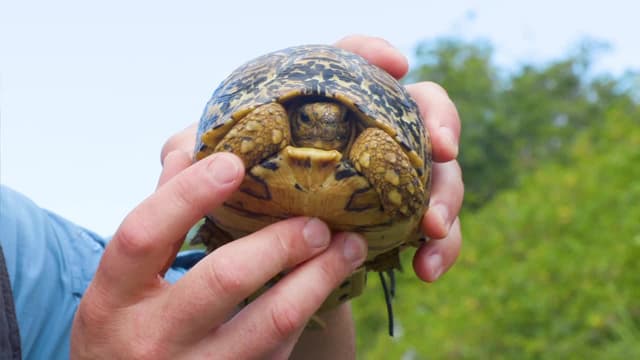 S07:E15 - The Bite Heard Round the World