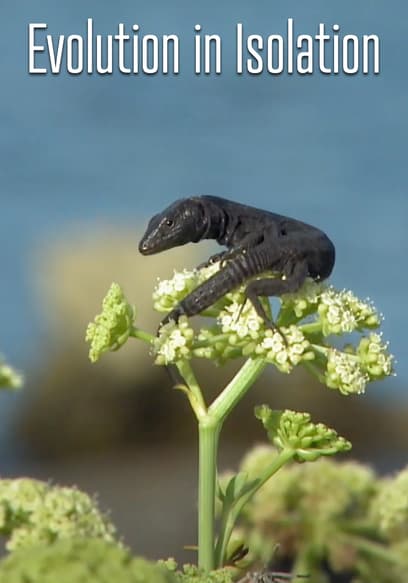 Evolution in Isolation