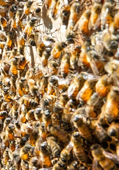 Póster de S01:E09 - These Bees Were Extremely Aggressive