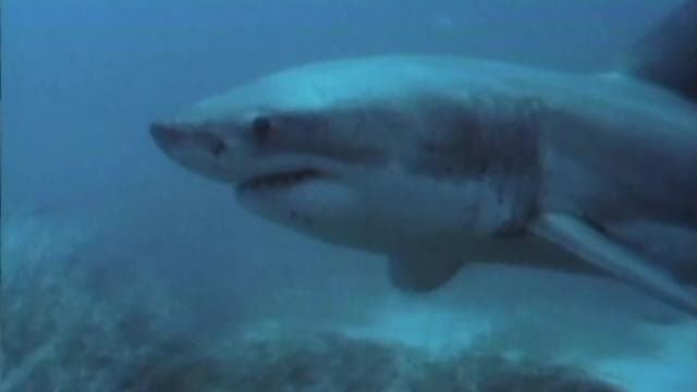 S01:E01 - African Shark Safari