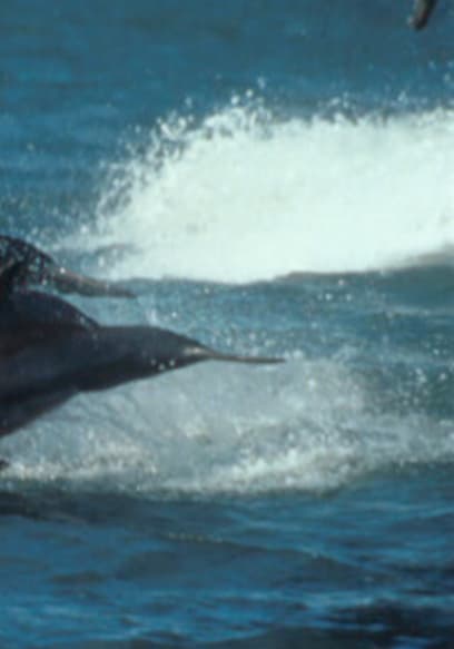 S01:E02 - Hunts of the Dolphin King poster