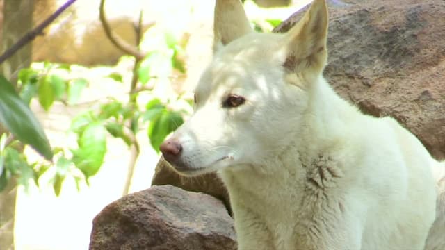 S05:E12 - Night of the Hungry Hippos