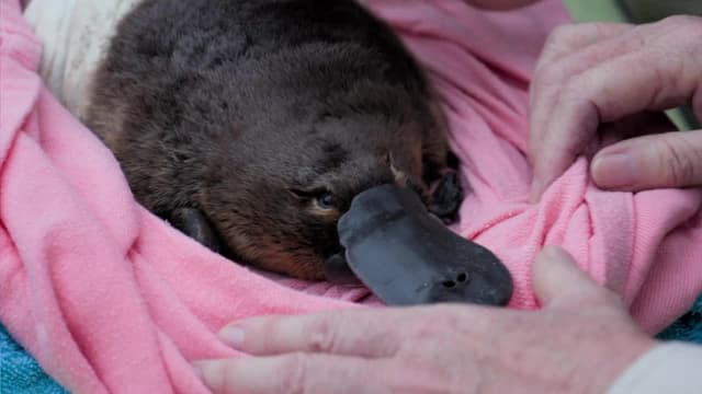 S01:E09 - Race to Save the Platypus