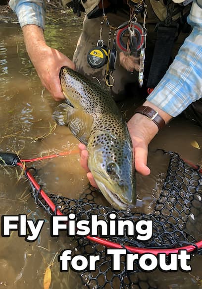 Fly Fishing for Trout