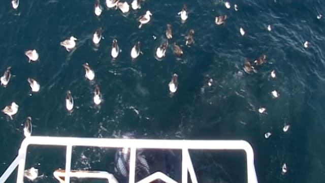 S01:É03 - S01:E03 - Blue Fin Tuna on Spear