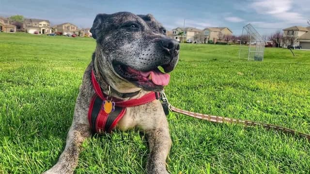 S18:E02 - Life in a Cage