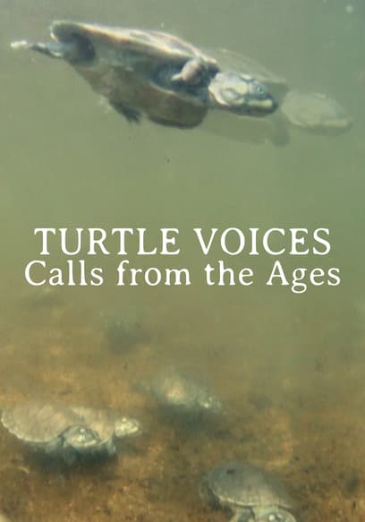 Turtle Voices: Calls From the Ages