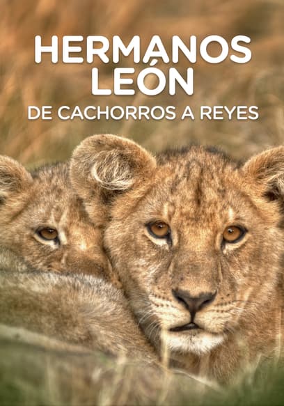 Hermanos León: de cachorros a reyes (Doblado)