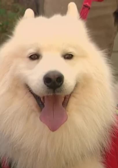 S06:E04 - Samoyed poster