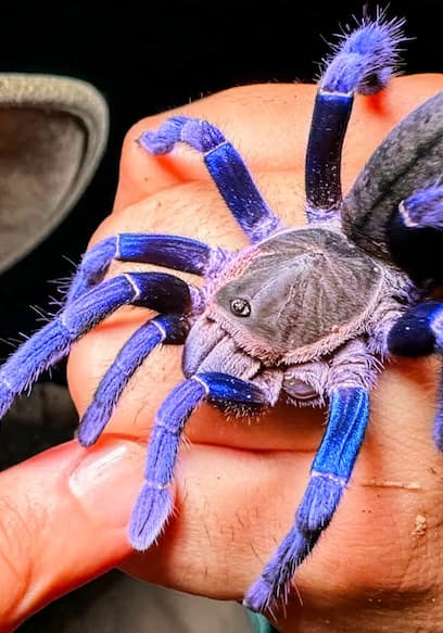 S05:E15 - Bitten by a Venomous Blue Tarantula Twice! poster