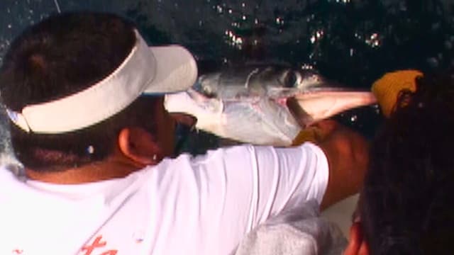 S03:E19 - Reel-Screaming Marlin Action in the East Cape: Part 4