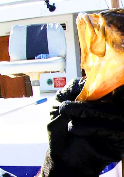 S01:E15 - Calico Bass Feeding Frenzy: La Jolla Cove poster