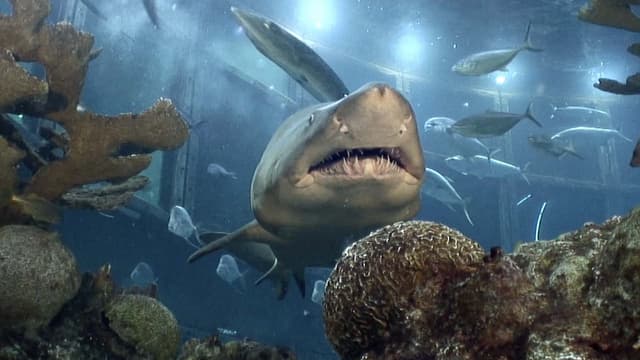 S01:E12 - Hunting for Megalodon Shark Teeth