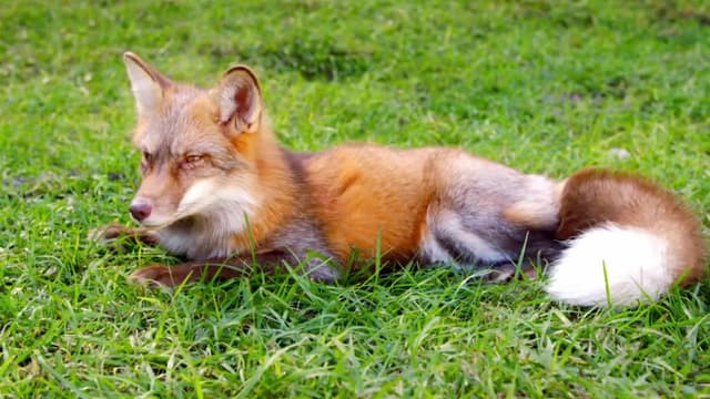 S01:E04 - Inseparable Outsiders