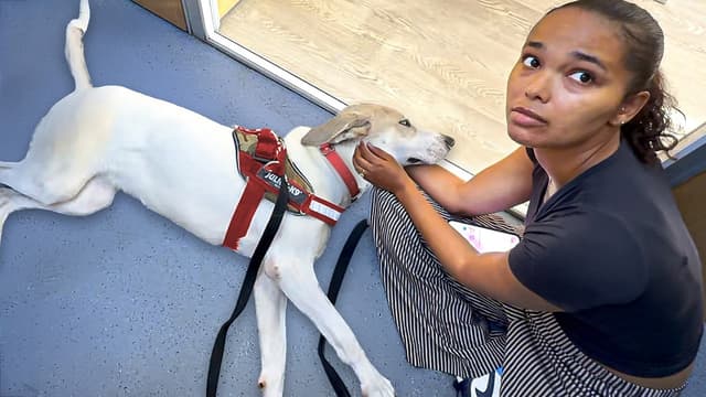The Golden Kobe Family: Rescue Dogs