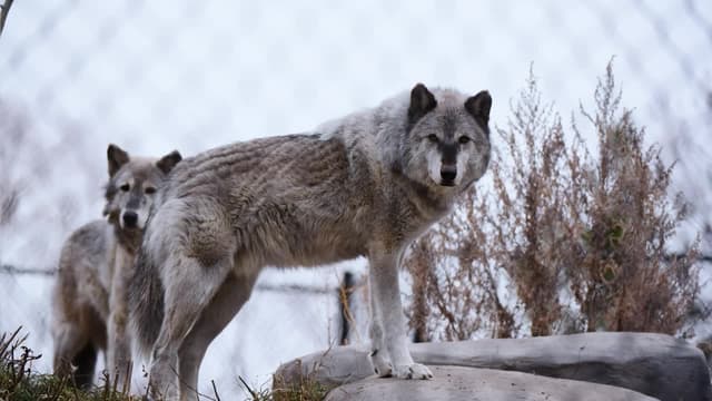 S01:E02 - Mama Bear, Her Three Cubs and a Movie Star Wolf