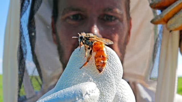 S01:E01 - I Killed the Queen to Save the Hive