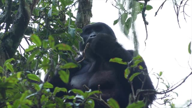 S03:E08 - Uganda: The Gorilla Trek