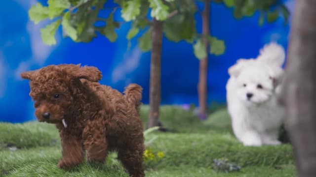 S01:E11 - Puppy Party / Pineapple’s Cat Nap / For Fern