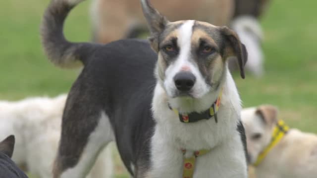 S01:E10 - Janneke and the Mason's