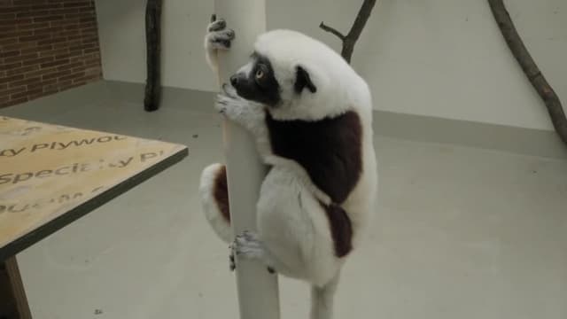 S05:E09 - Lemur Love