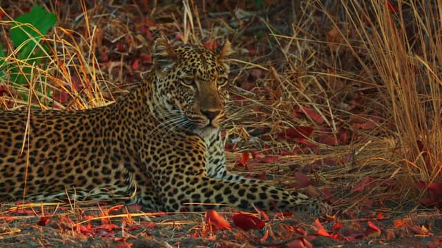 S01:E04 - Big Cats, Big Trouble
