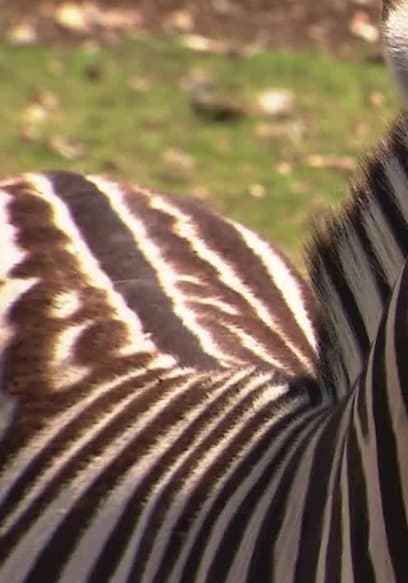 S03:E21 - Animals With Stripes poster