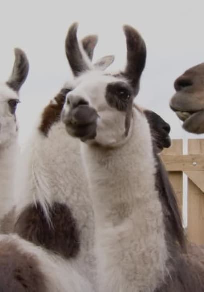 Póster de S01:E06 - Inti the Trekking Llama