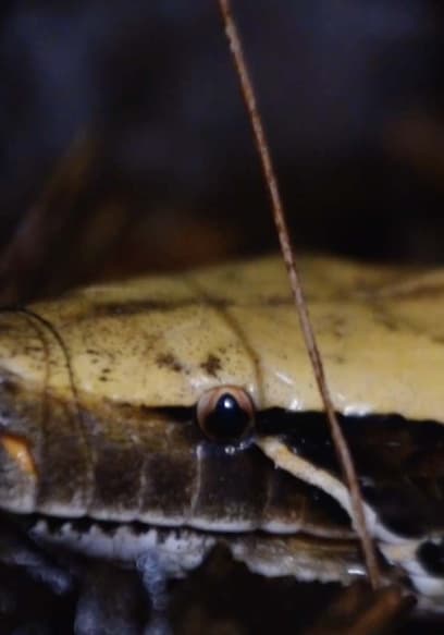 S01:E17 - Trailing the Blood Python: A Giant Serpent of the Forest poster