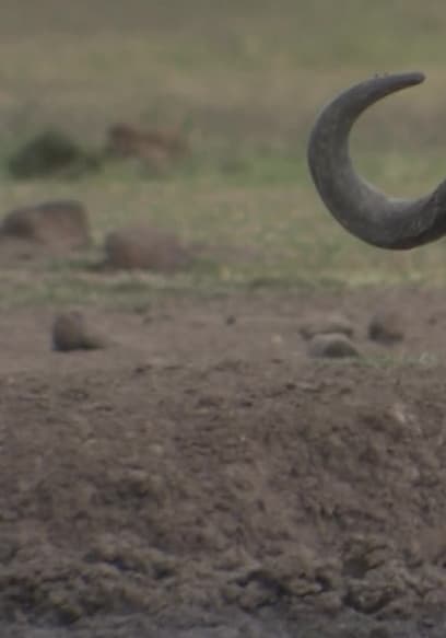 S01:E06 - Irwin African Adventure poster