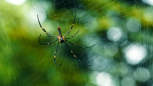 S01:E18 - Nature's Strangest Bugs and Spiders: Ocean, Aphids, Grasshoppers, and More