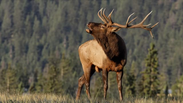 S01:E02 - Combate cuerpo a cuerpo y pelea