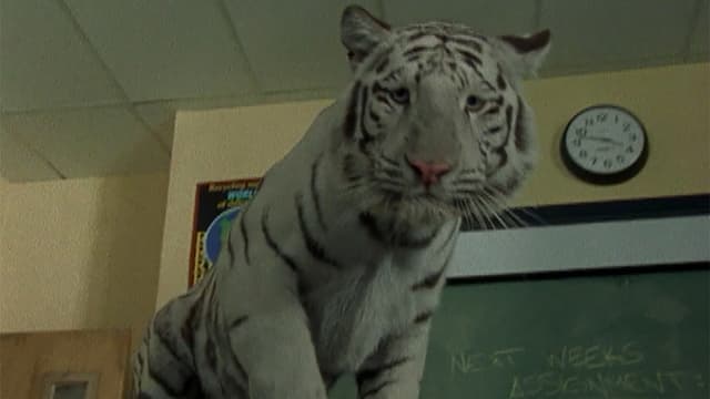 S01:E17 - The Release