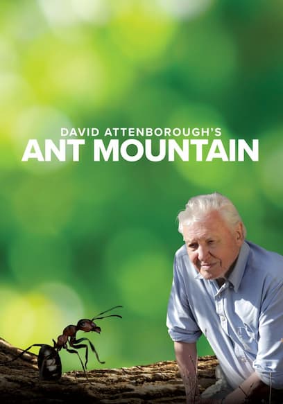 David Attenborough's Ant Mountain