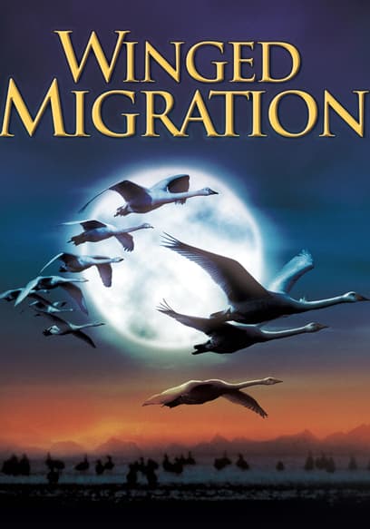 Winged Migration