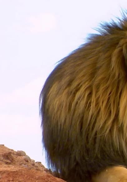 S03:E03 - Man-Eaters and Other Predators poster