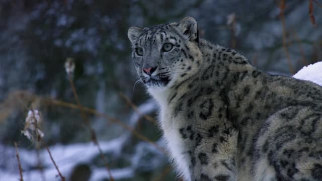 S01:E02 - Las vidas secretas de los leopardos de las nieves