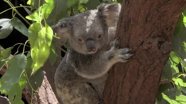 S01:E01 - Steve's Legacy Continues