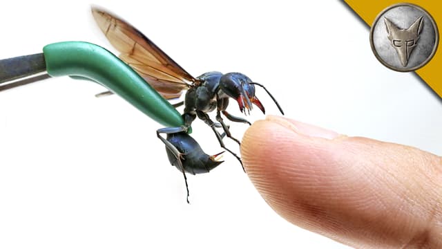 S01:E07 - Stung by a Warrior Wasp!