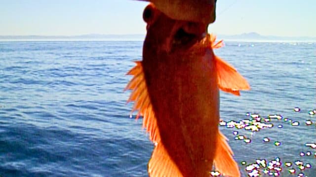 S03:E24 - Wailing on the Kelp Beds in the Coronado Islands